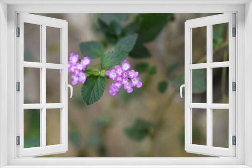 Fototapeta Naklejka Na Ścianę Okno 3D - Lantana montevidensis (Weeping lantana)