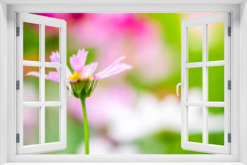 Fototapeta Naklejka Na Ścianę Okno 3D - Pink Cosmos flowers field in cozy home garden on summer.