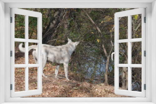 Fototapeta Naklejka Na Ścianę Okno 3D - white dog observing the area