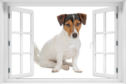 Fototapeta Naklejka Na Ścianę Okno 3D - jack russel terrier puppy isolated on a white background