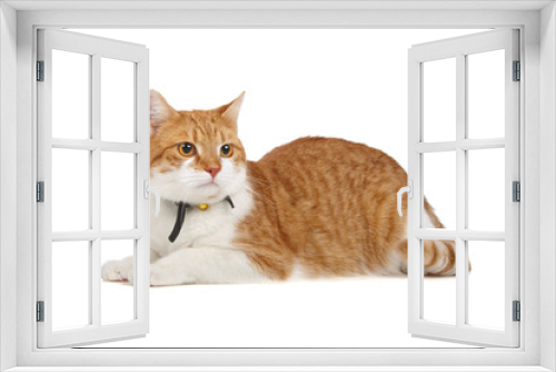 Fototapeta Naklejka Na Ścianę Okno 3D - european short haired cat  isolated on a white background