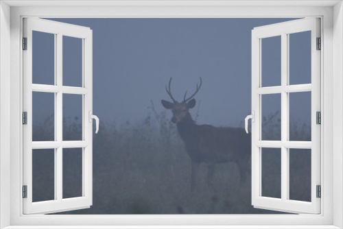 Fototapeta Naklejka Na Ścianę Okno 3D - jeleń szlachetny byk