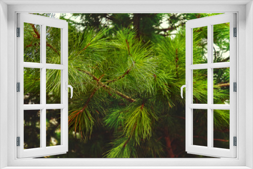 Fototapeta Naklejka Na Ścianę Okno 3D - beautiful branch of decorative pine