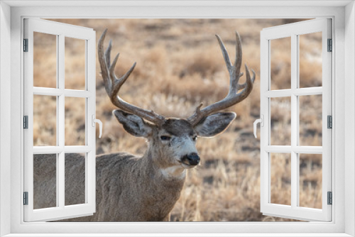 Fototapeta Naklejka Na Ścianę Okno 3D - A Large Mule Deer Buck on a Cold Winter Morning