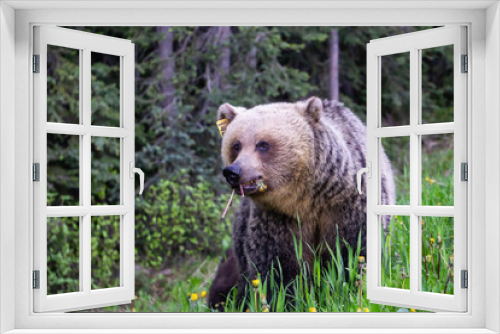 Fototapeta Naklejka Na Ścianę Okno 3D - Mother Grizzly Bear is eating weeds and grass in the nature. Taken in Banff National Park, Alberta, Canada.
