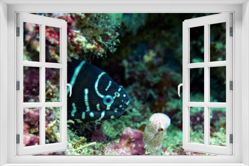 Fototapeta Naklejka Na Ścianę Okno 3D - Zebra Moray Eel Hidden in Coral Reef - Borneo, Malaysia
