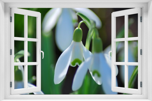 Fototapeta Naklejka Na Ścianę Okno 3D - Schneeglöckchen (Galanthus)