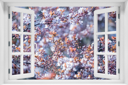 Fototapeta Naklejka Na Ścianę Okno 3D - The beginning of flowering cherry tree. Opening wonderful tender first flowers. artistic photo. Selective soft focus.