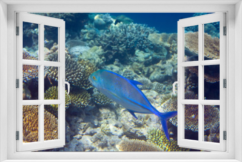 Fototapeta Naklejka Na Ścianę Okno 3D - Fishes in corals. Maldives