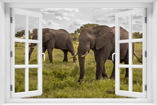 Fototapeta Naklejka Na Ścianę Okno 3D - Two African Elephants walking