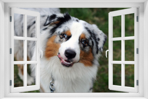 Fototapeta Naklejka Na Ścianę Okno 3D - Uroczy pies owczarek australijski aussie uśmiecha się pokazuje język i patrzy w obiektyw. Rodowodowy pies blue-merle na spacerze 
