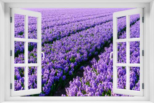 Fototapeta Naklejka Na Ścianę Okno 3D - Hyacinth field, hyacinth production and flower growing on a farm in the Netherlands
