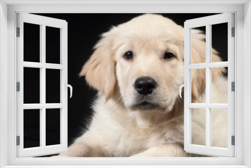 Fototapeta Naklejka Na Ścianę Okno 3D - golden retriever cute young puppy