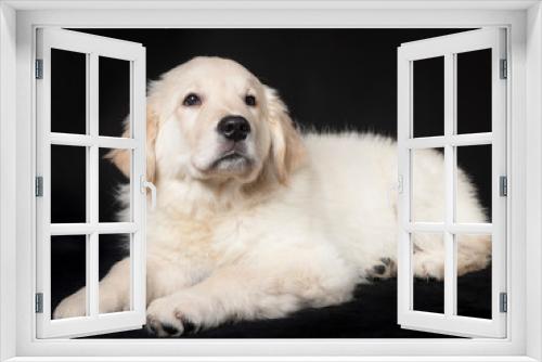 Fototapeta Naklejka Na Ścianę Okno 3D - golden retriever cute young puppy