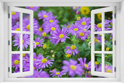 Fototapeta Naklejka Na Ścianę Okno 3D - Purple flowers bloomed in spring in the garden