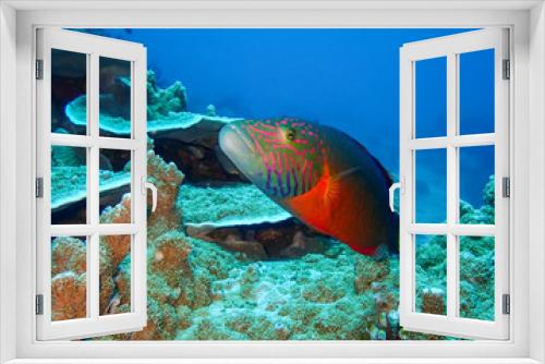 Fototapeta Naklejka Na Ścianę Okno 3D - poisson de récif