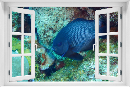 Fototapeta Naklejka Na Ścianę Okno 3D - poisson de récif 