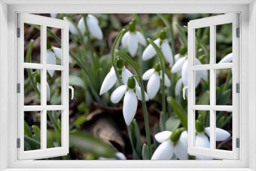 Fototapeta Naklejka Na Ścianę Okno 3D - Snowdrops Spring flowers Early spring concept