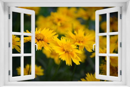 Fototapeta Naklejka Na Ścianę Okno 3D - yellow flowers