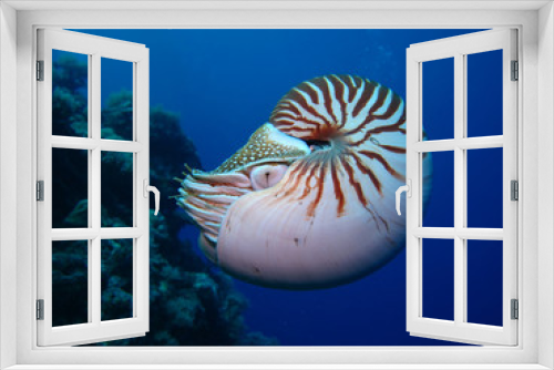 Fototapeta Naklejka Na Ścianę Okno 3D - Incredible underwater world - Nautilus pompilius. Diving, underwater photography in Palau.