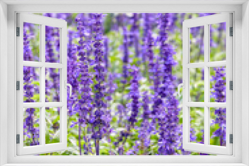 Fototapeta Naklejka Na Ścianę Okno 3D - Purple or blue flowers beautiful nature of Salvia Farinacea or Mealy Cup Sage in the flower garden