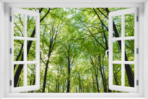 Fototapeta Naklejka Na Ścianę Okno 3D - Green beech trees in spring