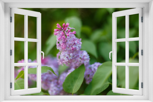 Fototapeta Naklejka Na Ścianę Okno 3D - Lilac Syringa vulgaris in the spring park. Soft selective focus. Copy space