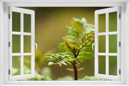 Fototapeta Naklejka Na Ścianę Okno 3D - 山椒の葉