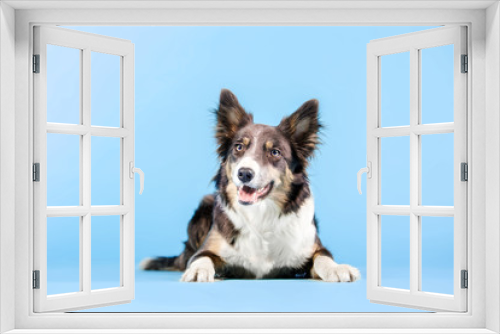 Fototapeta Naklejka Na Ścianę Okno 3D - Border Collie dog lying on blue background