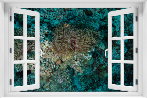 Fototapeta Naklejka Na Ścianę Okno 3D - Anemone Coral and fish at the Maldives