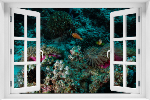 Fototapeta Naklejka Na Ścianę Okno 3D - Anemone Coral and fish at the Maldives