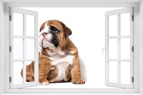 Fototapeta Naklejka Na Ścianę Okno 3D - Puppy english bulldog red color with white on a white background. The concept of thoughtfulness.