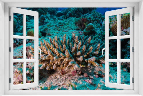 Fototapeta Naklejka Na Ścianę Okno 3D - Coral reef at the Maldives