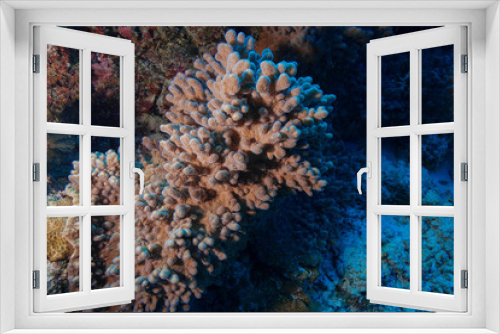 Fototapeta Naklejka Na Ścianę Okno 3D - Coral reef at the Maldives