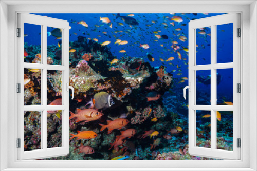 Fototapeta Naklejka Na Ścianę Okno 3D - School of fish at the Maldives