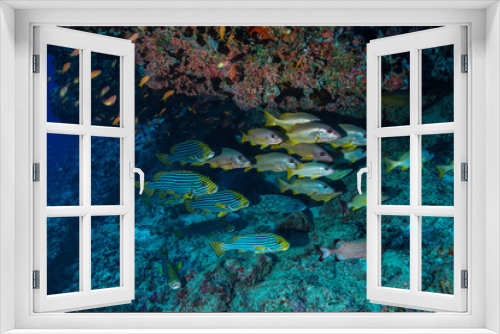 Fototapeta Naklejka Na Ścianę Okno 3D - School of fish at the Maldives