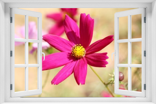 Fototapeta Naklejka Na Ścianę Okno 3D - Beautiful cosmos colorful flowers in the garde
