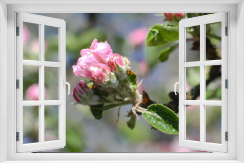 Fototapeta Naklejka Na Ścianę Okno 3D - Spring flowering of apple and pear trees in the garden. Gardening and farm trees. white and pink flowers Stock background, photo