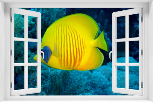 Fototapeta Naklejka Na Ścianę Okno 3D - Amazing underwater world - Red Sea, Egypt.