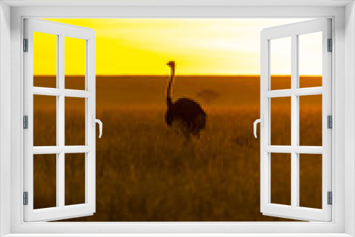Fototapeta Naklejka Na Ścianę Okno 3D - An ostrich walking in the plains of Africa inside Masai Mara National Reserve during a wildlife safari with a beautiful sunrise in the background