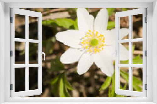 Fototapeta Naklejka Na Ścianę Okno 3D - Anemone nemorosa