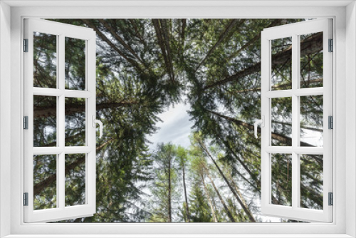 Fototapeta Naklejka Na Ścianę Okno 3D - inside a typical forest of the Italian Alps upside down