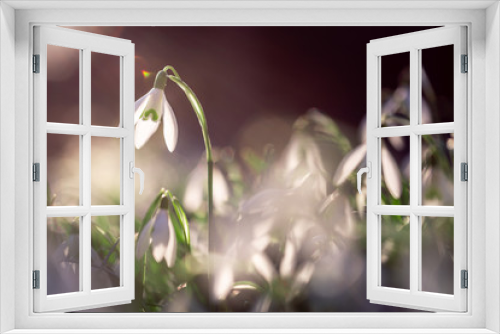Fototapeta Naklejka Na Ścianę Okno 3D - snowdrop flower in spring time, macro, close up