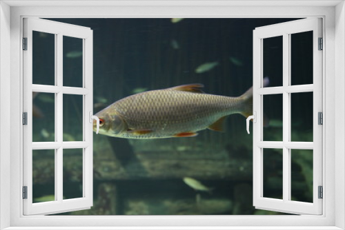 Fototapeta Naklejka Na Ścianę Okno 3D - Fische im Meer Nahaufnahmen