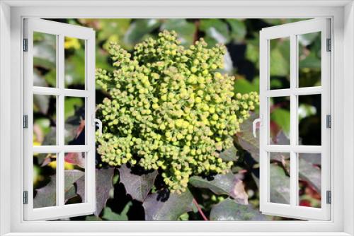 Fototapeta Naklejka Na Ścianę Okno 3D - Oregon grape or Mahonia aquifolium evergreen shrub flowering plant with pinnate leaves made up of spiny leathery leaflets with dense clusters of bright yellow fully closed flowers growing in local gar
