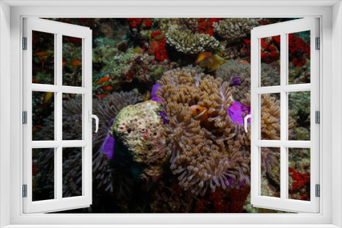 Fototapeta Naklejka Na Ścianę Okno 3D - Anemone Fish and Coral at the Maldives