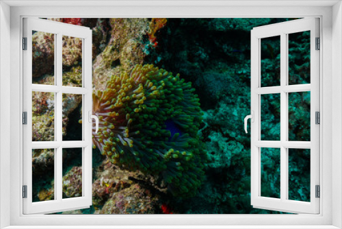 Fototapeta Naklejka Na Ścianę Okno 3D - Anemone Fish and Coral at the Maldives