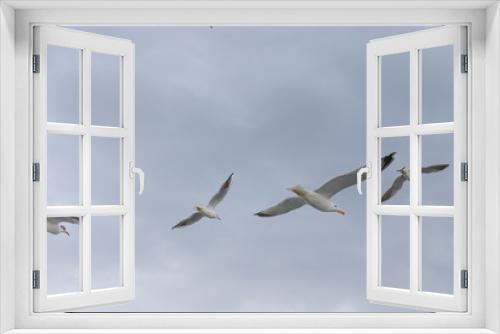 Fototapeta Naklejka Na Ścianę Okno 3D - Seagulls in cloudy weather