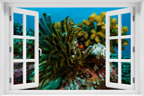 Fototapeta Naklejka Na Ścianę Okno 3D - Coral reef at the Maldives