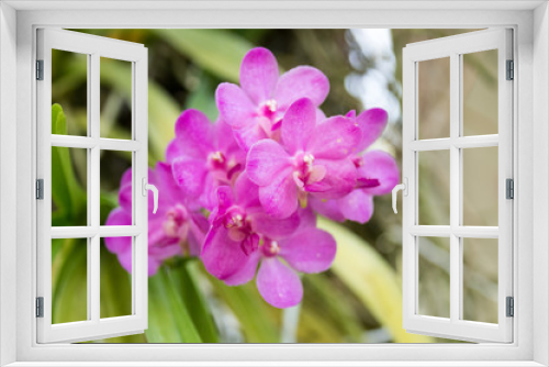 Fototapeta Naklejka Na Ścianę Okno 3D - orchidées
